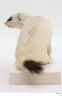 Weasel whole body 0010.jpg